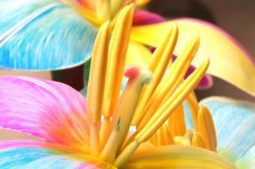 Радужные цветы (Rainbow flowers)